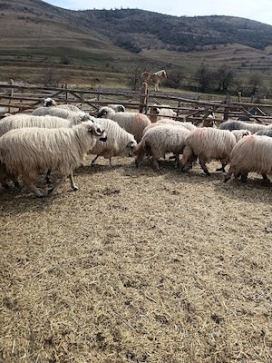 Carlane turcane  - imagine 4