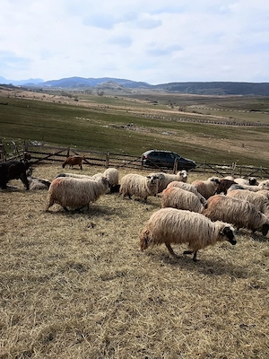 Carlane turcane  - imagine 3