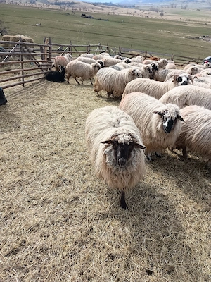 Carlane turcane  - imagine 2