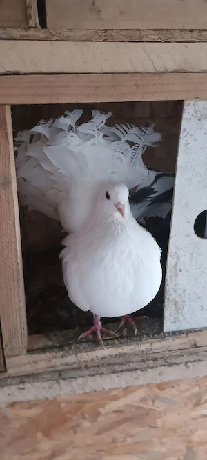 porumbei înfoiati  - imagine 2