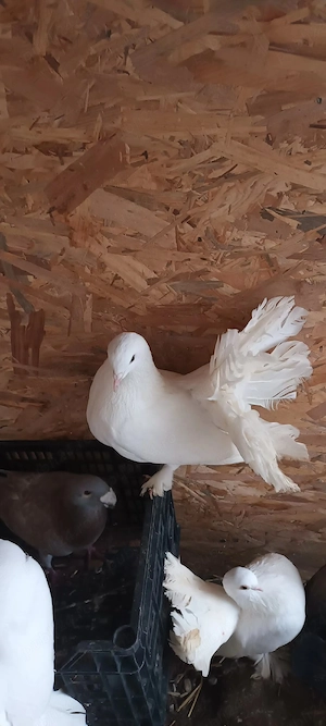 porumbei înfoiati  - imagine 3