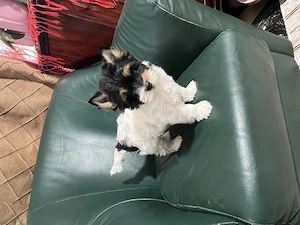 Yorkshire terrier Biewer  - imagine 4