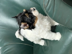 Yorkshire terrier Biewer  - imagine 3