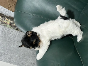 Yorkshire terrier Biewer  - imagine 2