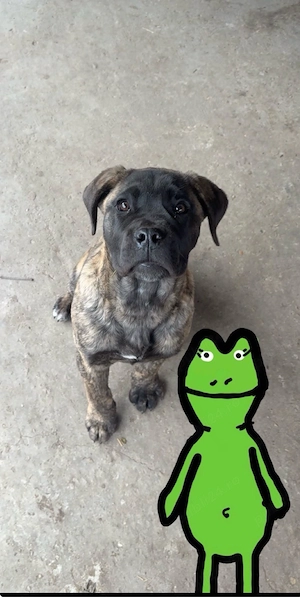 femela cane corso - imagine 2