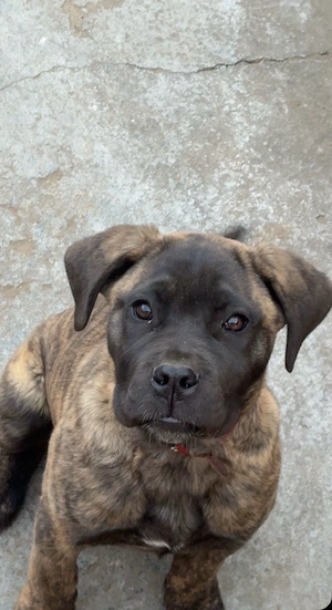 femela cane corso - imagine 3