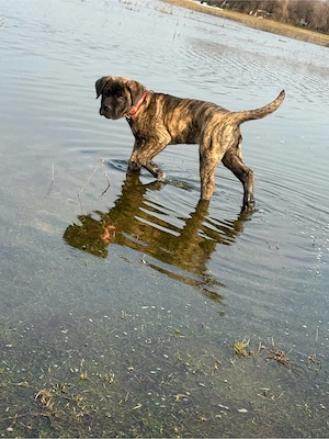 femela cane corso