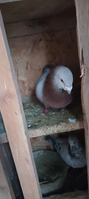 porumbei înfoiati  - imagine 5