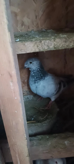 porumbei înfoiati  - imagine 4