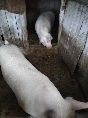 vând porc  - imagine 2