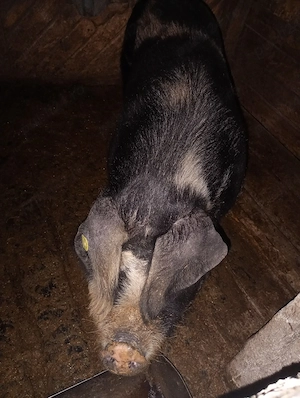 vând purcea  - imagine 5