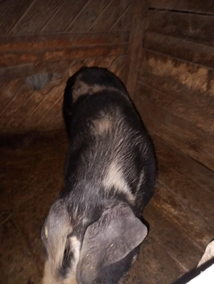 vând purcea  - imagine 4