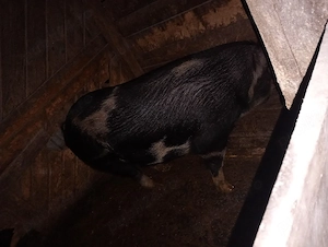 vând purcea  - imagine 2