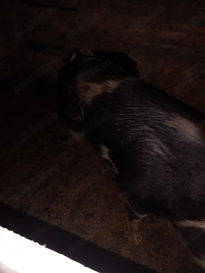 vând purcea  - imagine 3