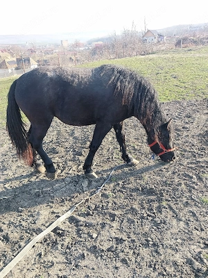 disponibila manza cuminte - imagine 4