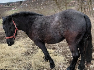 disponibila manza cuminte