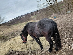 disponibila manza cuminte - imagine 2