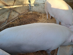 Porcii crescuți bio de vanzare (masculi) 2 buc - imagine 3