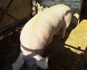 Porcii crescuți bio de vanzare (masculi) 2 buc - imagine 4