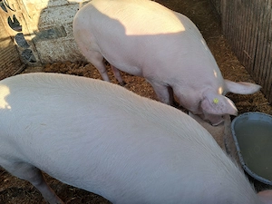 Porcii crescuți bio de vanzare (masculi) 2 buc - imagine 2