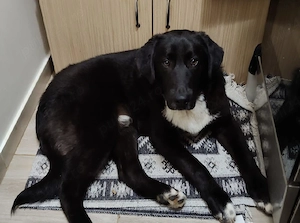 Adopție cățel  - imagine 3