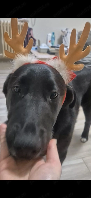 Adopție cățel  - imagine 4