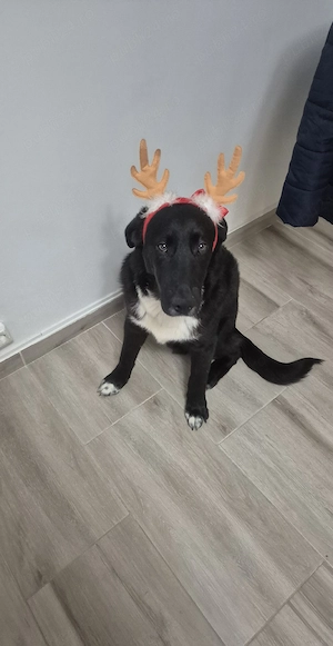 Adopție cățel  - imagine 5