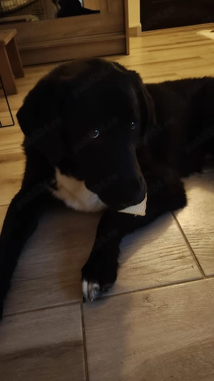 Adopție cățel  - imagine 2