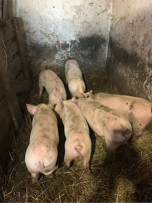 Vand purcei intarcati - imagine 4