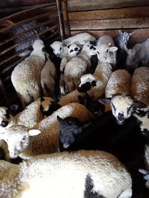 Vindem miei și iezi