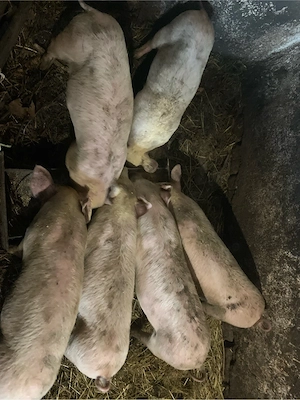 Vand purcei intarcati - imagine 3