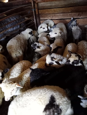 Vindem miei și iezi - imagine 2