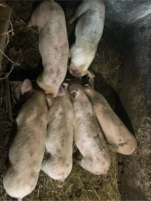 Vand purcei intarcati - imagine 2