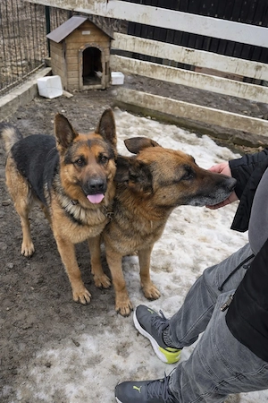 pui ciobănesc german  - imagine 3