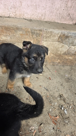 pui ciobănesc german  - imagine 4