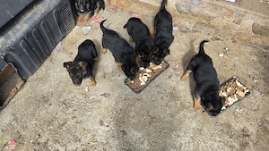 pui ciobănesc german  - imagine 2