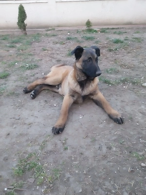 Ciobanesc Belgian Mascul - imagine 3