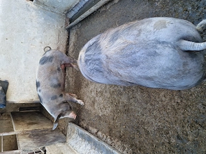 Vand porci de taiat - imagine 2