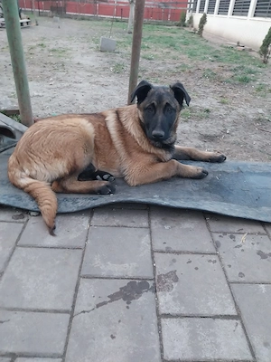 Ciobanesc Belgian Mascul - imagine 2