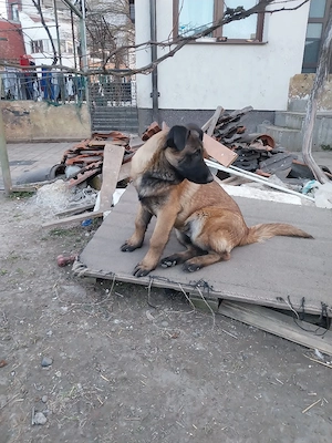 Ciobanesc Belgian Mascul - imagine 4