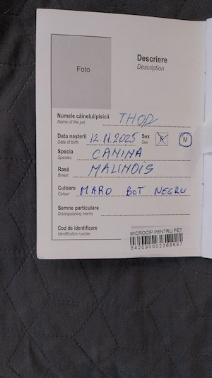 Ciobanesc Belgian Mascul - imagine 5