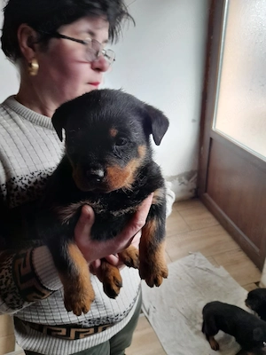 Vănd fetită rottweiler  - imagine 2