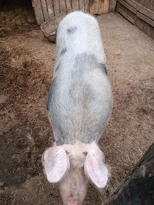 Porci pietrain de vanzare - imagine 2