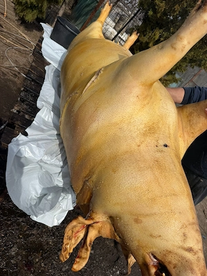 Vând untura mangalita bazna jumări slănina șuncă 