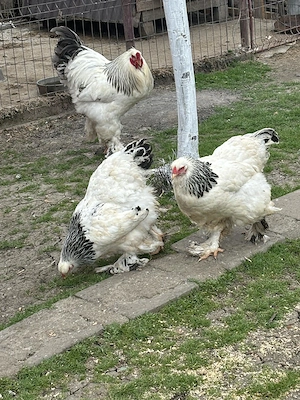 vand oua din gaini brahma