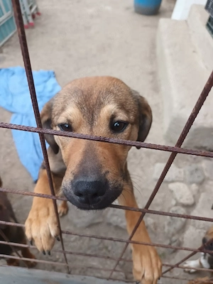 3 pui catel, masculi - imagine 2