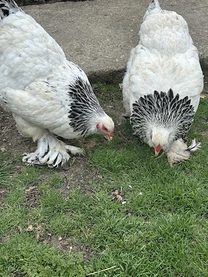 vand oua din gaini brahma - imagine 2