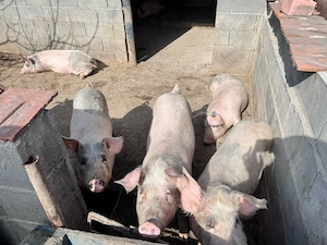 Porci de vanzare  - imagine 3