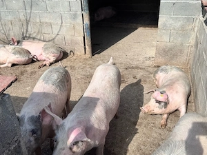 Porci de vanzare  - imagine 2