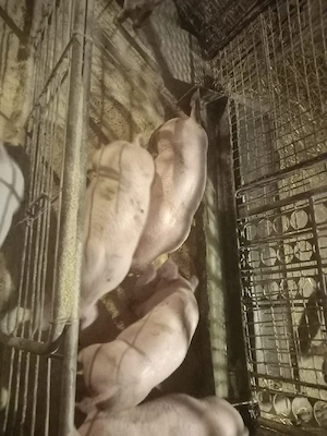 vand purcei - imagine 2